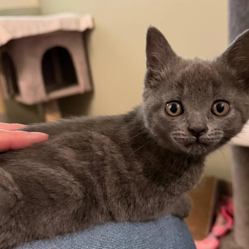 A baby small-sized female Gray / Blue / Silver Domestic Short Hair cat named Hilda for adoption in Middlebury, VT