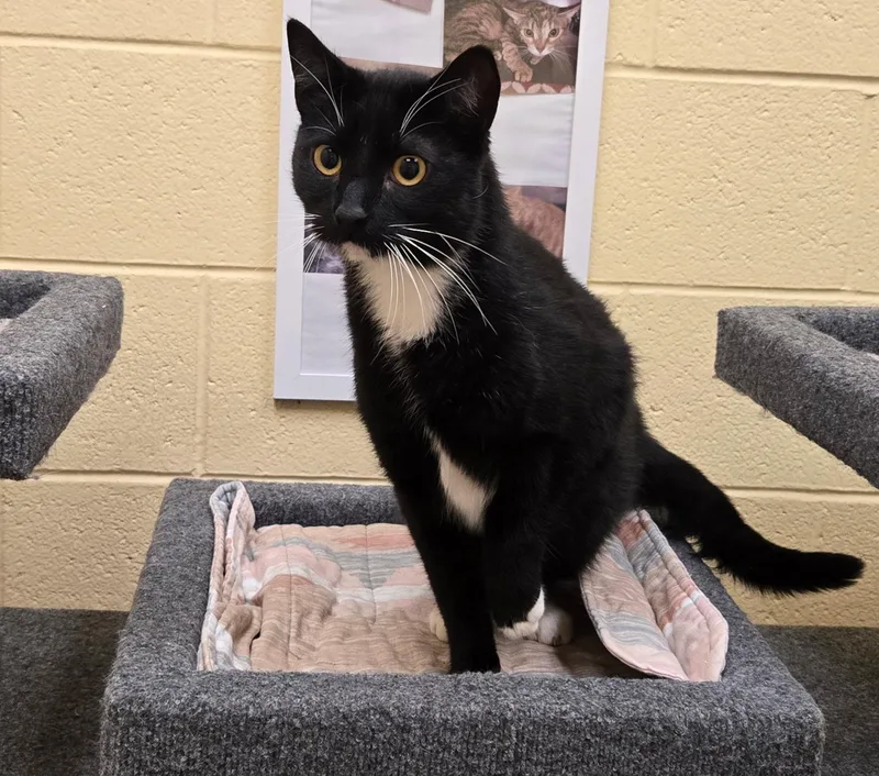 A young large-sized male Black & White / Tuxedo Domestic Short Hair cat named Hades for adoption in Sierra Vista, AZ