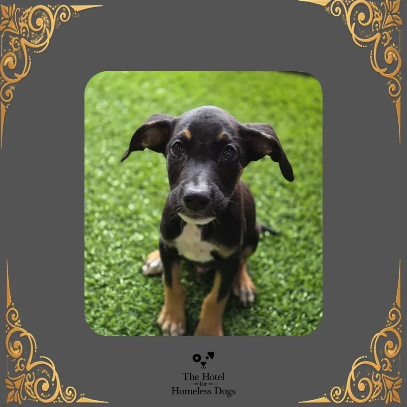 A baby medium-sized male Terrier dog named Charlie for adoption in Cumberland, RI
