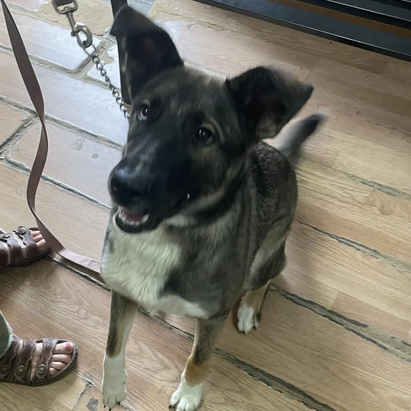 A young medium-sized female Brindle Shepherd dog named Girlie Girl for adoption in Edinburg, TX