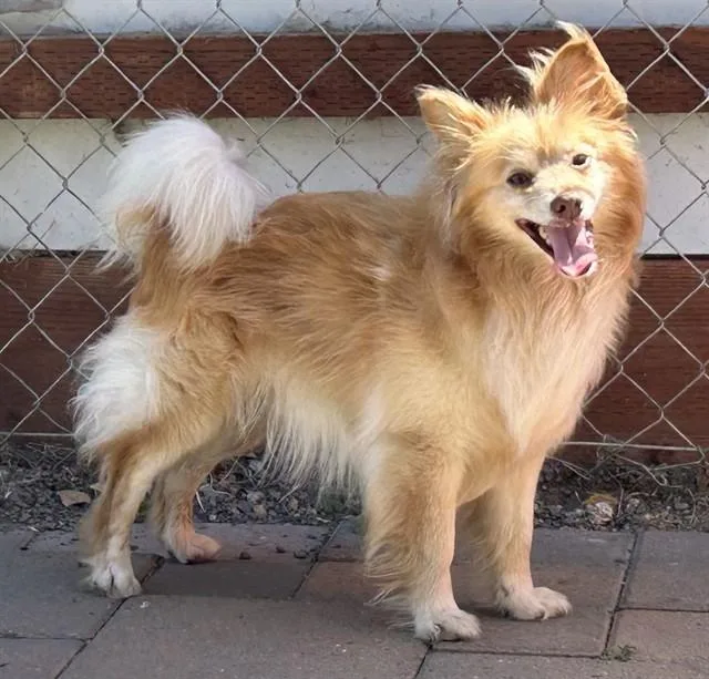 An adult small-sized male Pomeranian dog named Hobbit for adoption in Salinas, CA