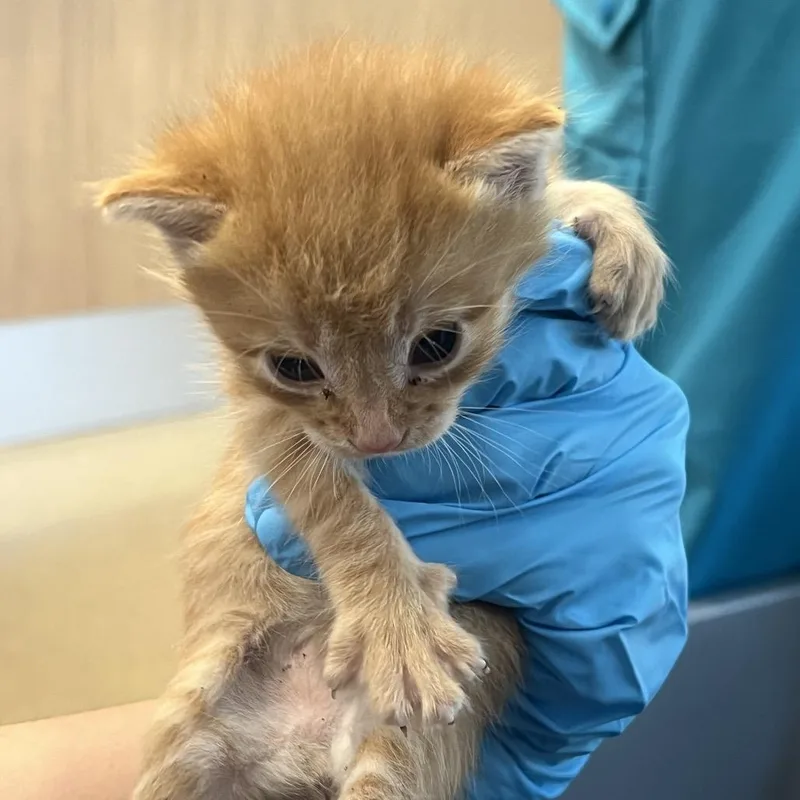 A baby small-sized male Orange / Red Domestic Short Hair cat named Tang for adoption in West Palm Beach, FL