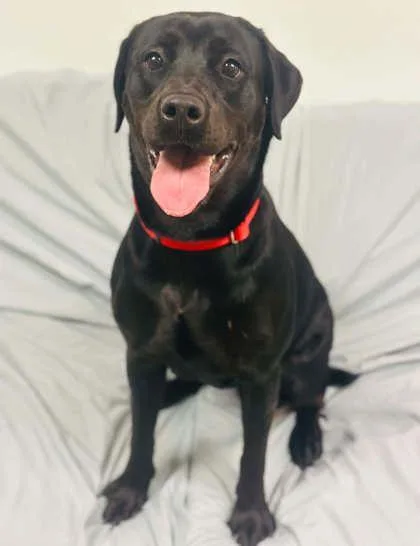 An adult large-sized female Mixed Breed dog named Puma for adoption in West Chester, PA