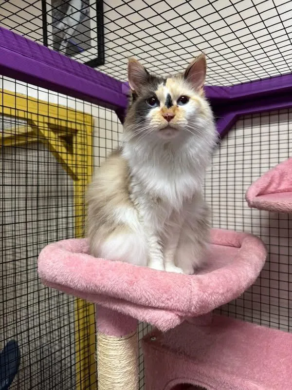 Qira