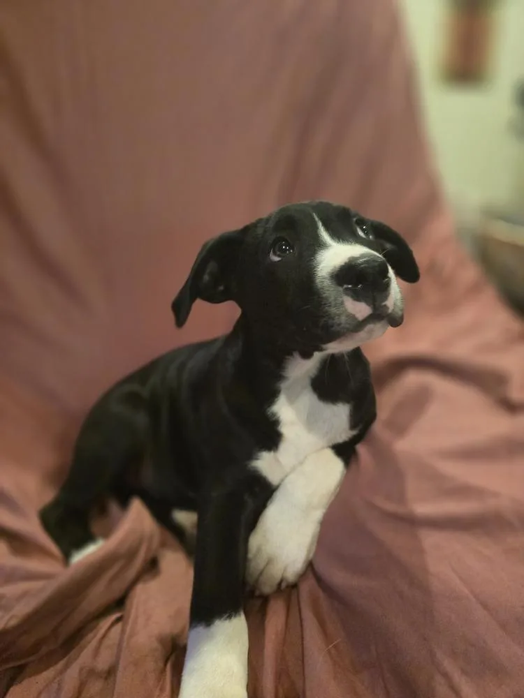 A baby medium-sized male Tricolor (Brown, Black, & White) Labrador Retriever dog named Tate for adoption in Silsbee, TX