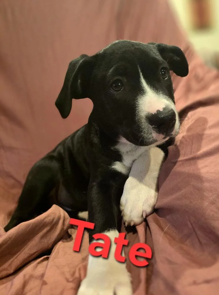 Tate thumbnail 3