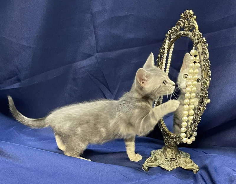 A baby small-sized female Domestic Short Hair cat named Ariens for adoption in Goodlettsville, TN