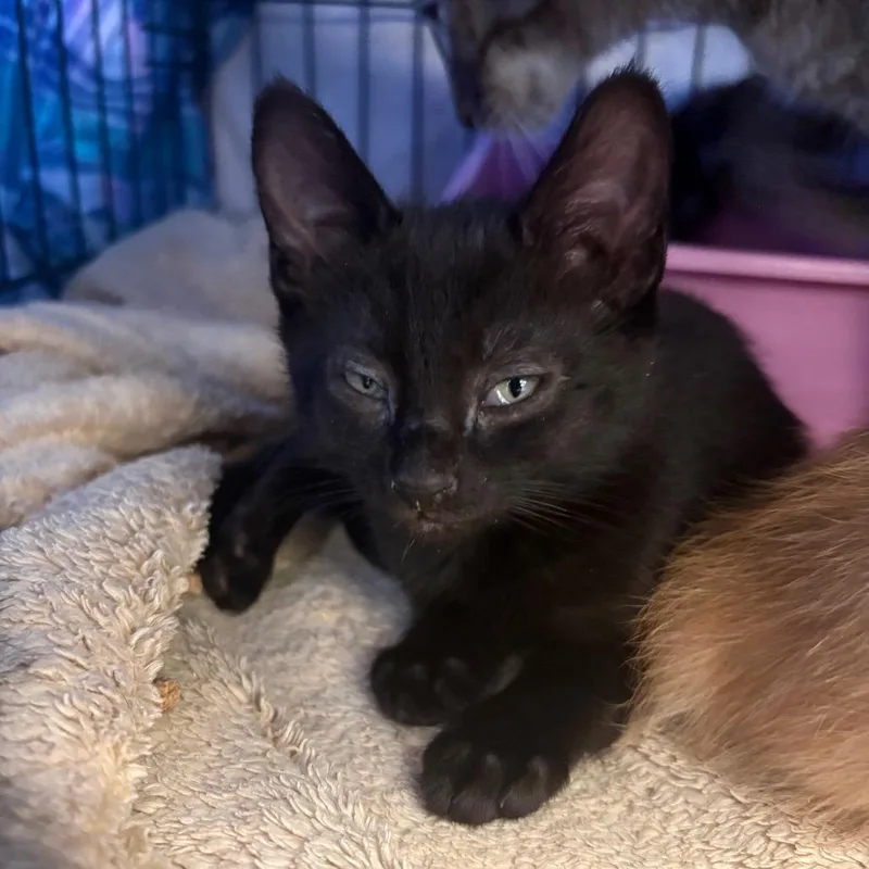 A baby small-sized female Black Domestic Short Hair cat named April for adoption in Spokane, WA