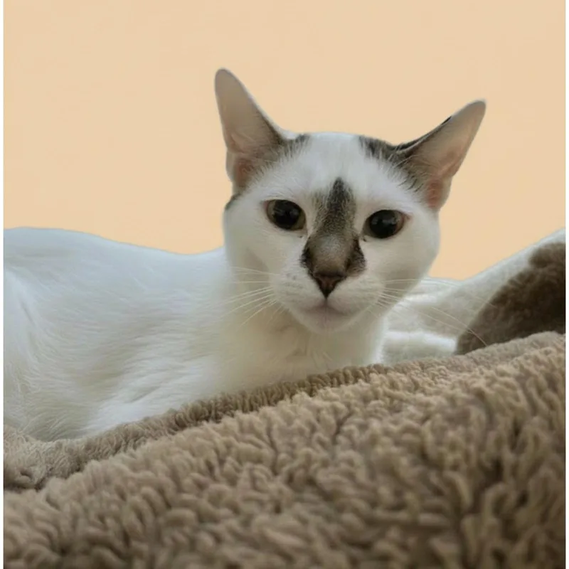 A young medium-sized female Domestic Short Hair cat named Posy for adoption in Blasdell, NY