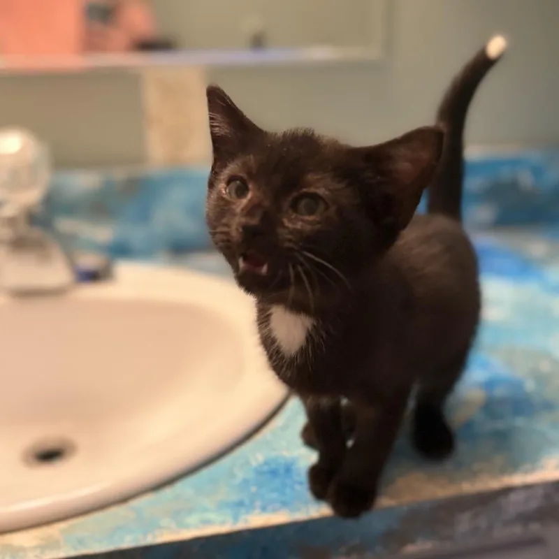 Merlin