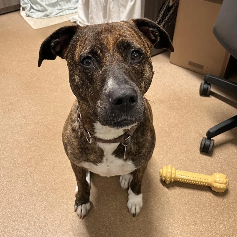 A senior large-sized female Brindle Mixed Breed dog named SCR Nova for adoption in Port Washington, NY