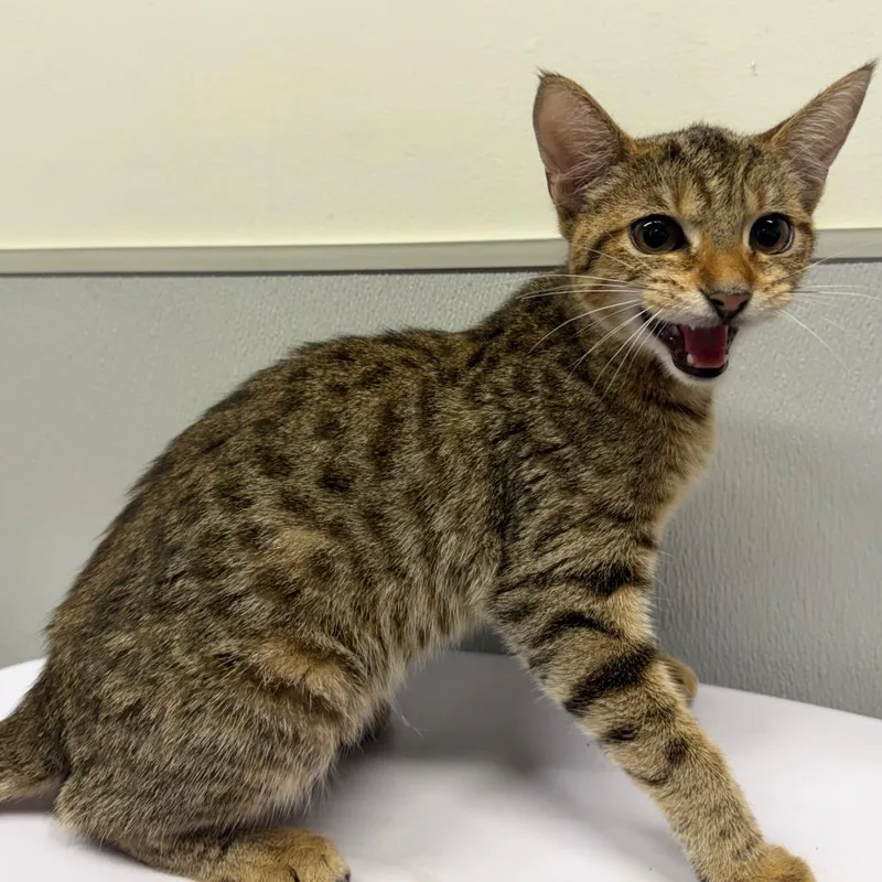 A baby small-sized female Orange / Red Domestic Short Hair cat named Rosalyn for adoption in Tampa, FL