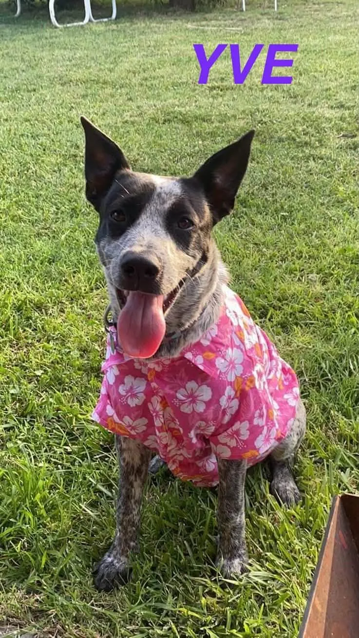 A young medium-sized female Australian Cattle Dog / Blue Heeler dog named Yve for adoption in Ulysses, KS