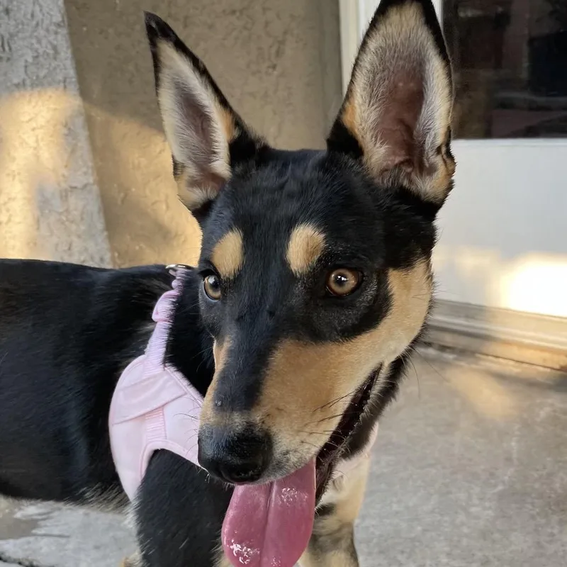 A young medium-sized female Black Husky dog named Orchid for adoption in San Diego, CA