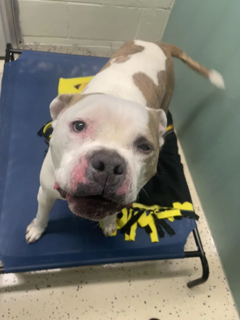 An adult large-sized female Pit Bull Terrier dog named Dumpling for adoption in Southold, NY