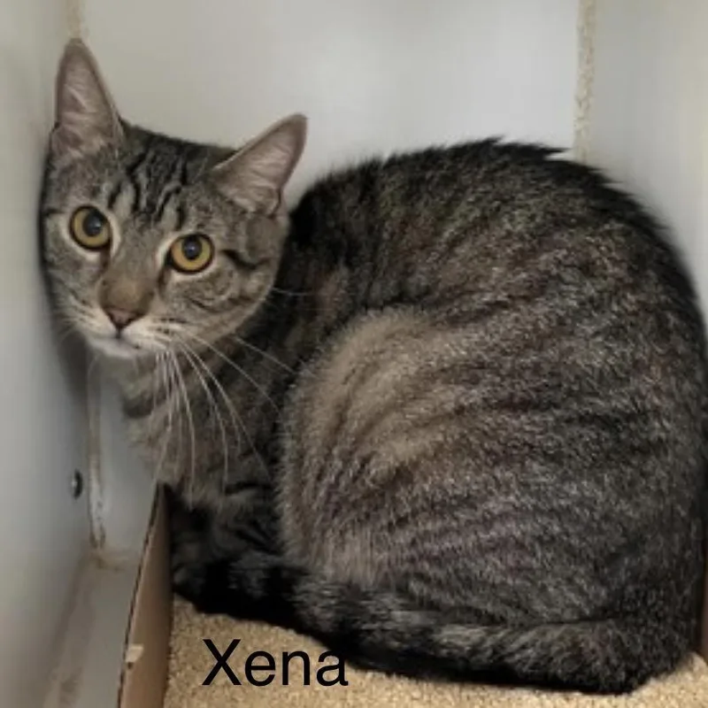 An adult medium-sized female Brown / Chocolate Domestic Short Hair cat named Xena for adoption in Danbury, CT