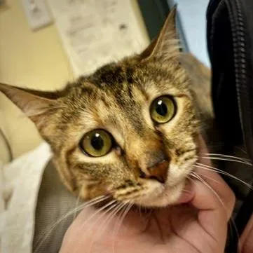 An adult small-sized female Domestic Short Hair cat named Nova for adoption in Burlington, WA