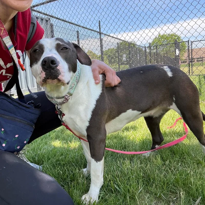 A young medium-sized female Black Mixed Breed dog named Bliss for adoption in Wheeling, IL