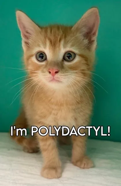 A baby medium-sized male Orange / Red Domestic Short Hair cat named Reid for adoption in Bedford, IN