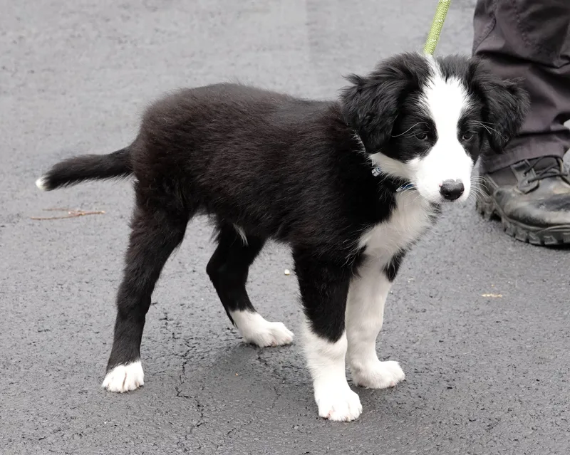 A baby medium-sized male Black Border Collie dog named Wally for adoption in Millfield, OH