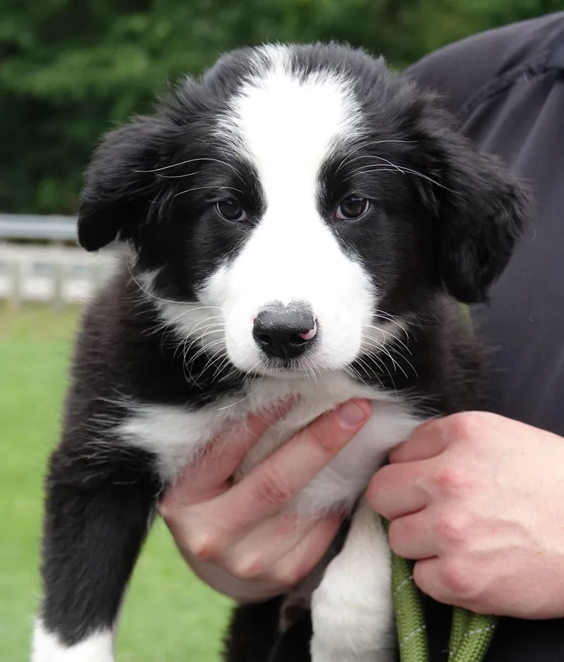 Wally thumbnail 3