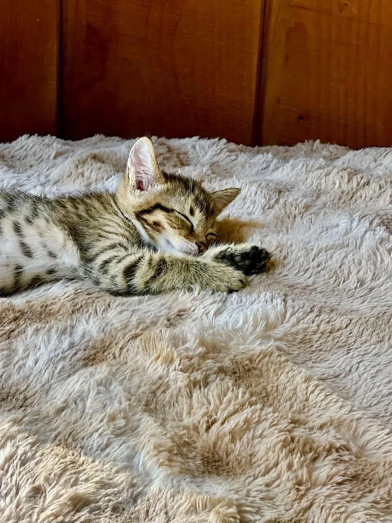 A baby medium-sized male Tabby (Buff / Tan / Fawn) Domestic Short Hair cat named Twinkle for adoption in Battle Creek, MI