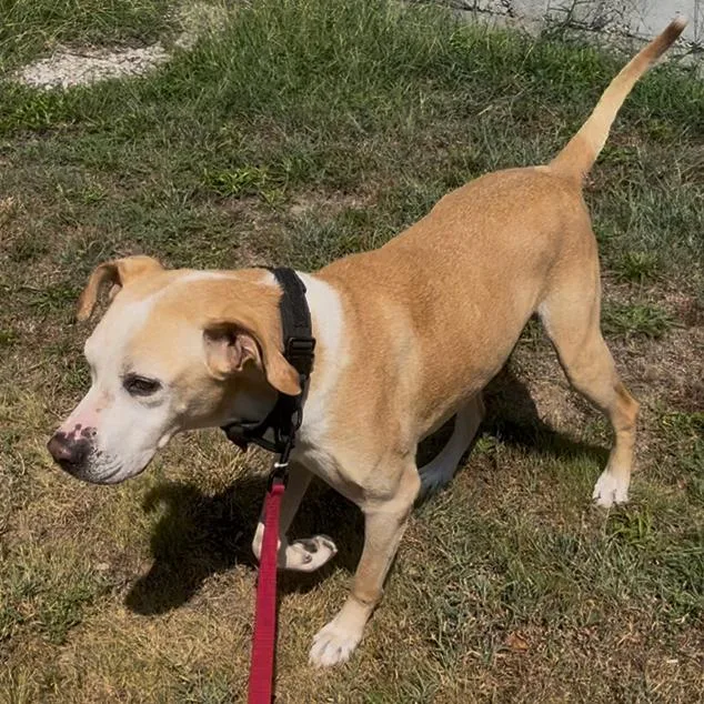 A senior large-sized male White / Cream Yellow Labrador Retriever dog named Pops for adoption in Pittsburg, KS