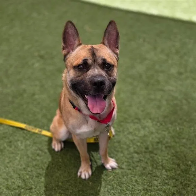 A young large-sized male Pit Bull Terrier dog named Bandit for adoption in Las Vegas, NV