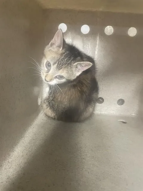A baby small-sized female Domestic Short Hair cat named Starburst for adoption in Tallahassee, FL