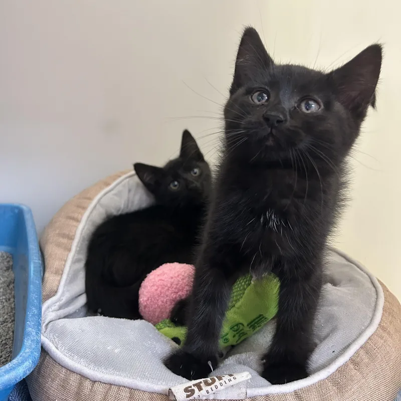 A baby medium-sized female Domestic Short Hair cat named Crockpot and air fryer for adoption in Howes Cave, NY