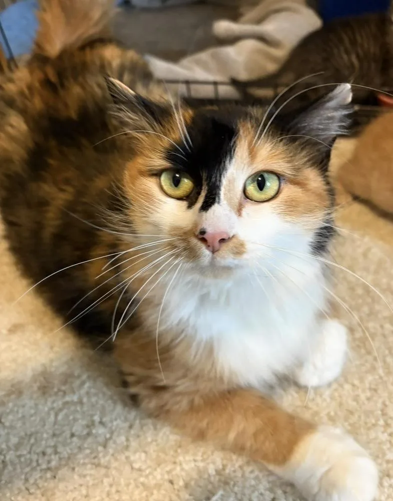 An adult medium-sized female Domestic Medium Hair cat named Galaxie for adoption in Rochester, IN