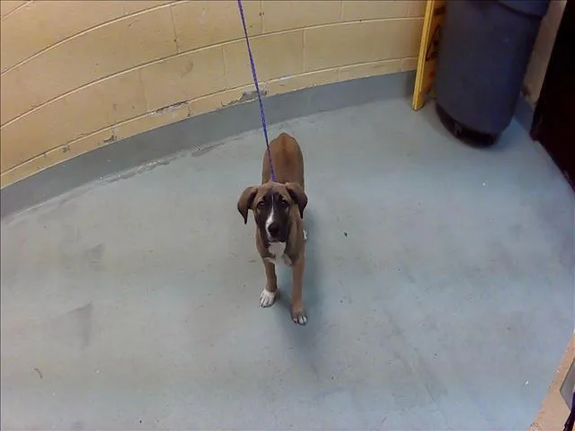 A baby small-sized female Anatolian Shepherd dog named Anna for adoption in Tulsa, OK