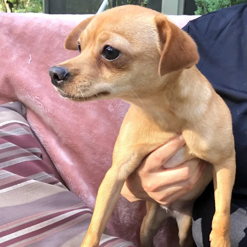 Tillie thumbnail 6