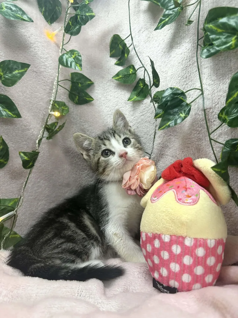 A baby small-sized female Tabby cat named Mercury for adoption in Tavares, FL
