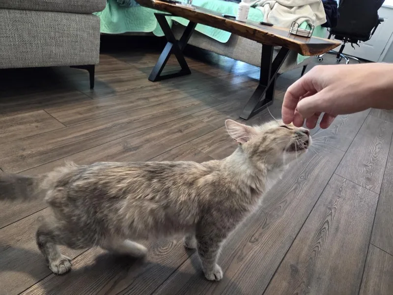 A baby medium-sized female Domestic Long Hair cat named Wynter for adoption in Dallas, TX