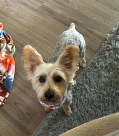 A young small-sized male Yorkshire Terrier dog named Blue for adoption in Rockford, IL