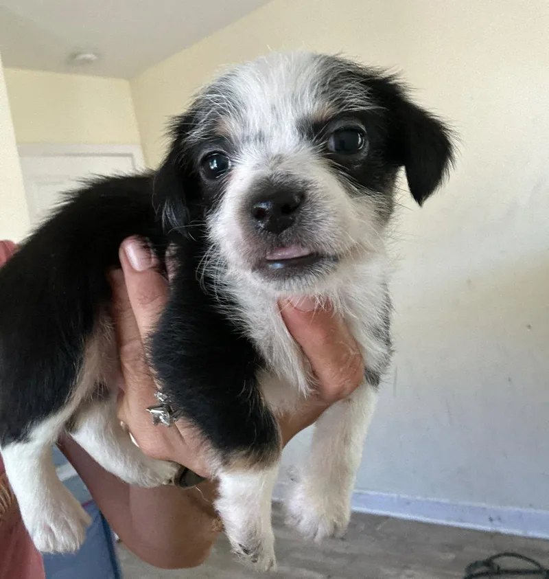 A baby small-sized male Black Shih Tzu dog named Shih Tzuterrier Mix Boy for adoption in Agua Dulce, CA