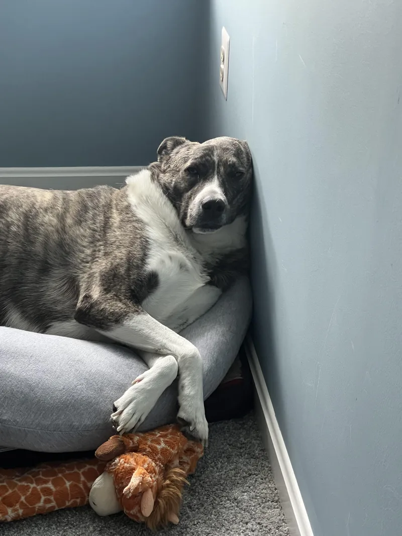 A senior large-sized female Great Pyrenees dog named Chickie for adoption in Farmingdale, NJ