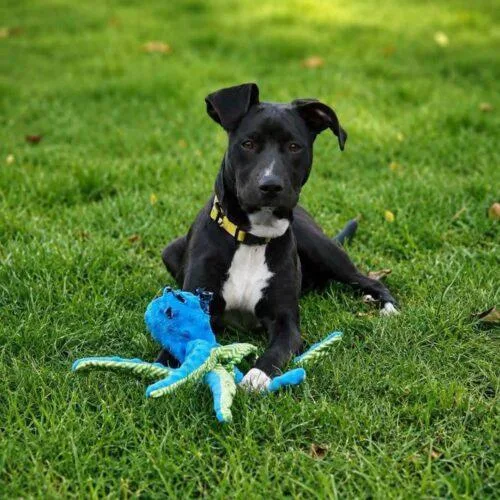A baby medium-sized female Pit Bull Terrier dog named Snooki for adoption in Broken Arrow, OK