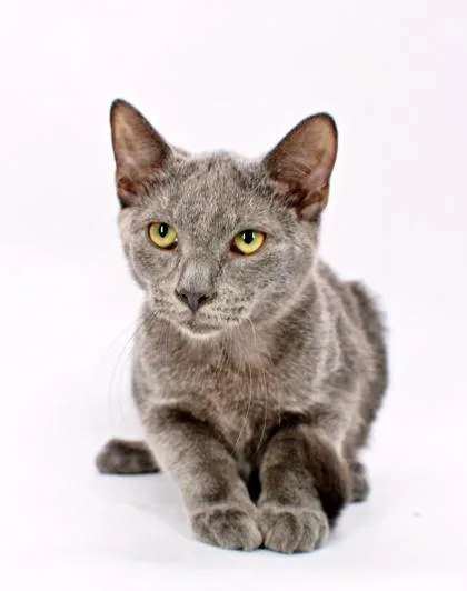 A baby small-sized male Russian Blue cat named Edgar for adoption in Morton Grove, IL