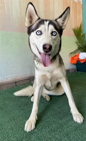 A young medium-sized female Siberian Husky dog named Luna for adoption in Baldwin Park, CA