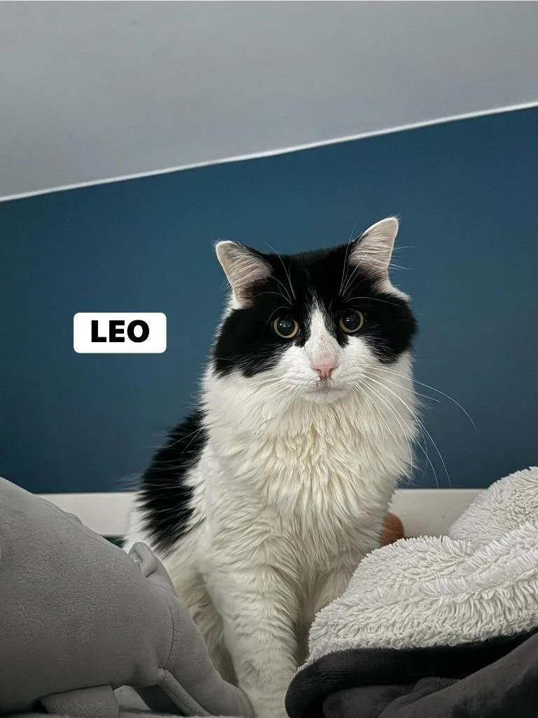 Leo thumbnail 5