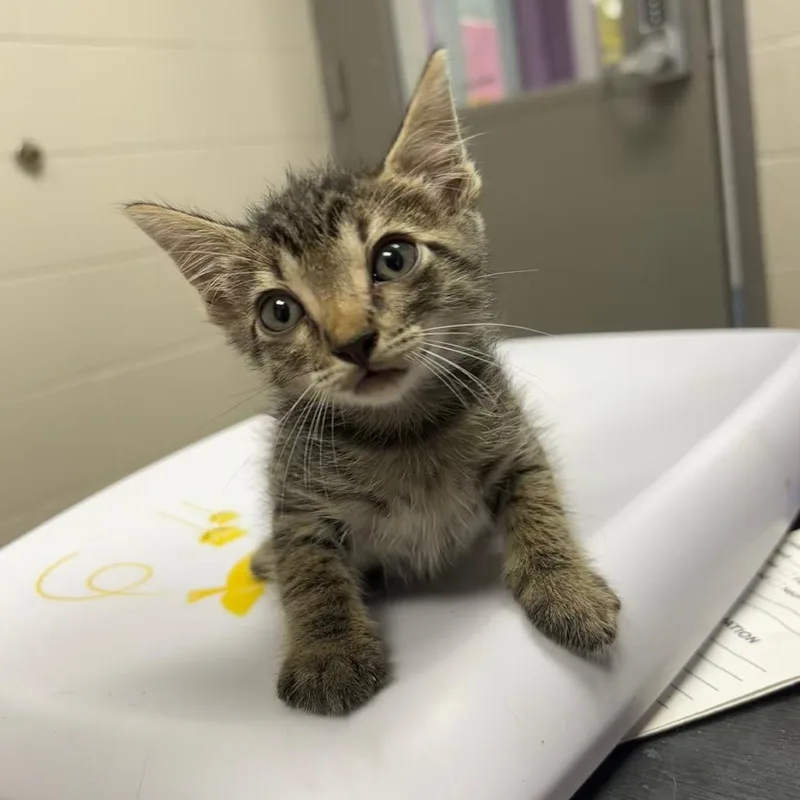A baby small-sized male Gray / Blue / Silver Domestic Short Hair cat named Cyrus for adoption in Lufkin, TX