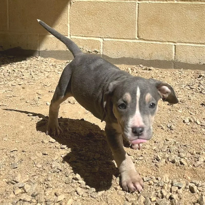 A baby small-sized female Gray / Blue / Silver Mixed Breed dog named Starscream for adoption in LOXAHATCHEE, FL