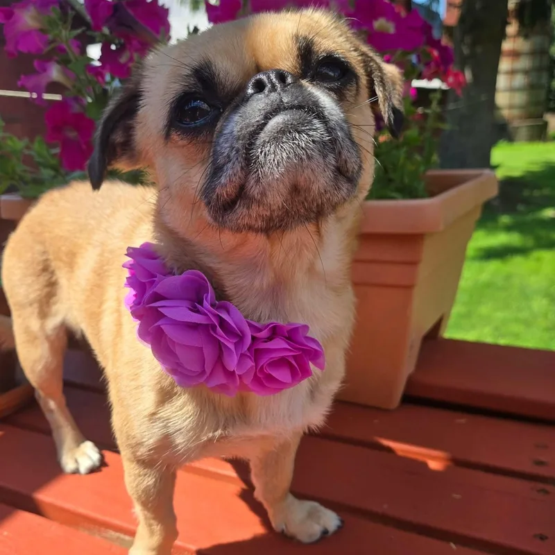 An adult small-sized female Yellow / Tan / Blond / Fawn Pug dog named Jasmine for adoption in Hilton, NY