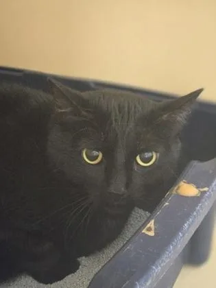 An adult small-sized female Domestic Short Hair cat named Athena for adoption in Clarks Summit, PA