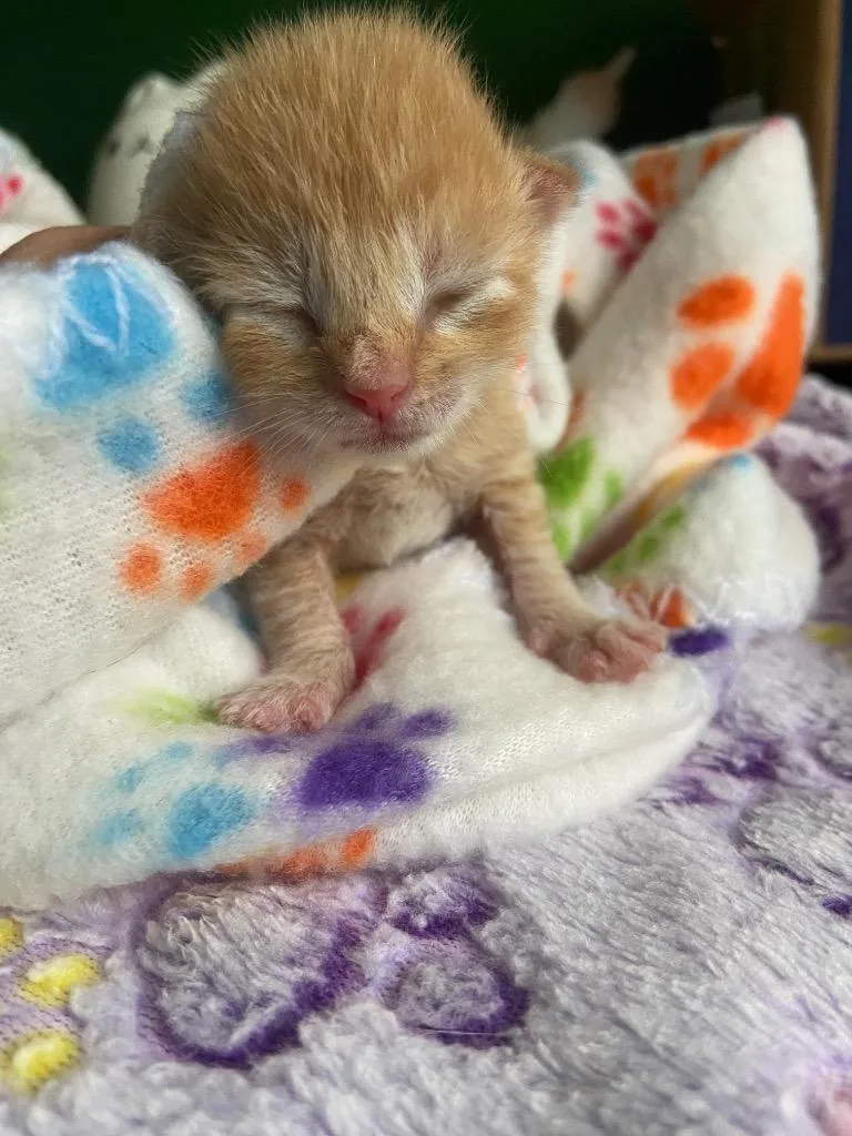 A baby small-sized male Domestic Short Hair cat named Code Red for adoption in Leonardtown, MD