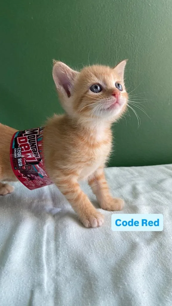 Code Red thumbnail 2
