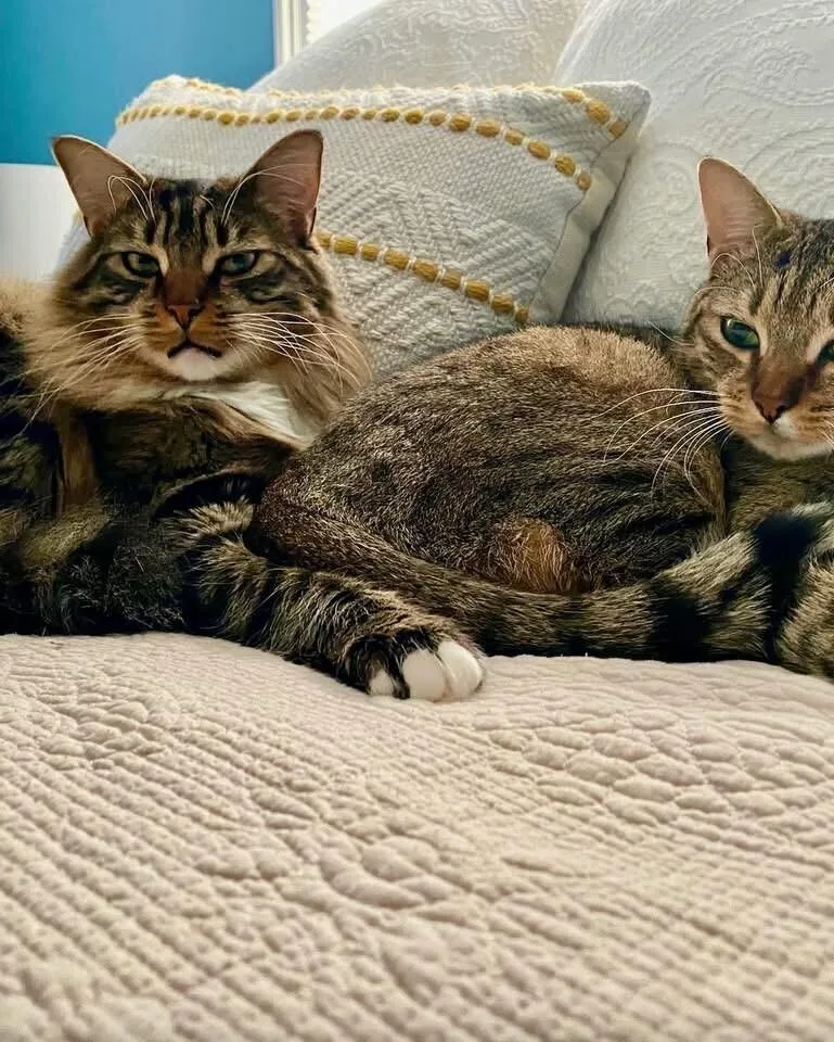 An adult medium-sized male Brown / Chocolate Domestic Short Hair cat named Colton for adoption in Oradell, NJ