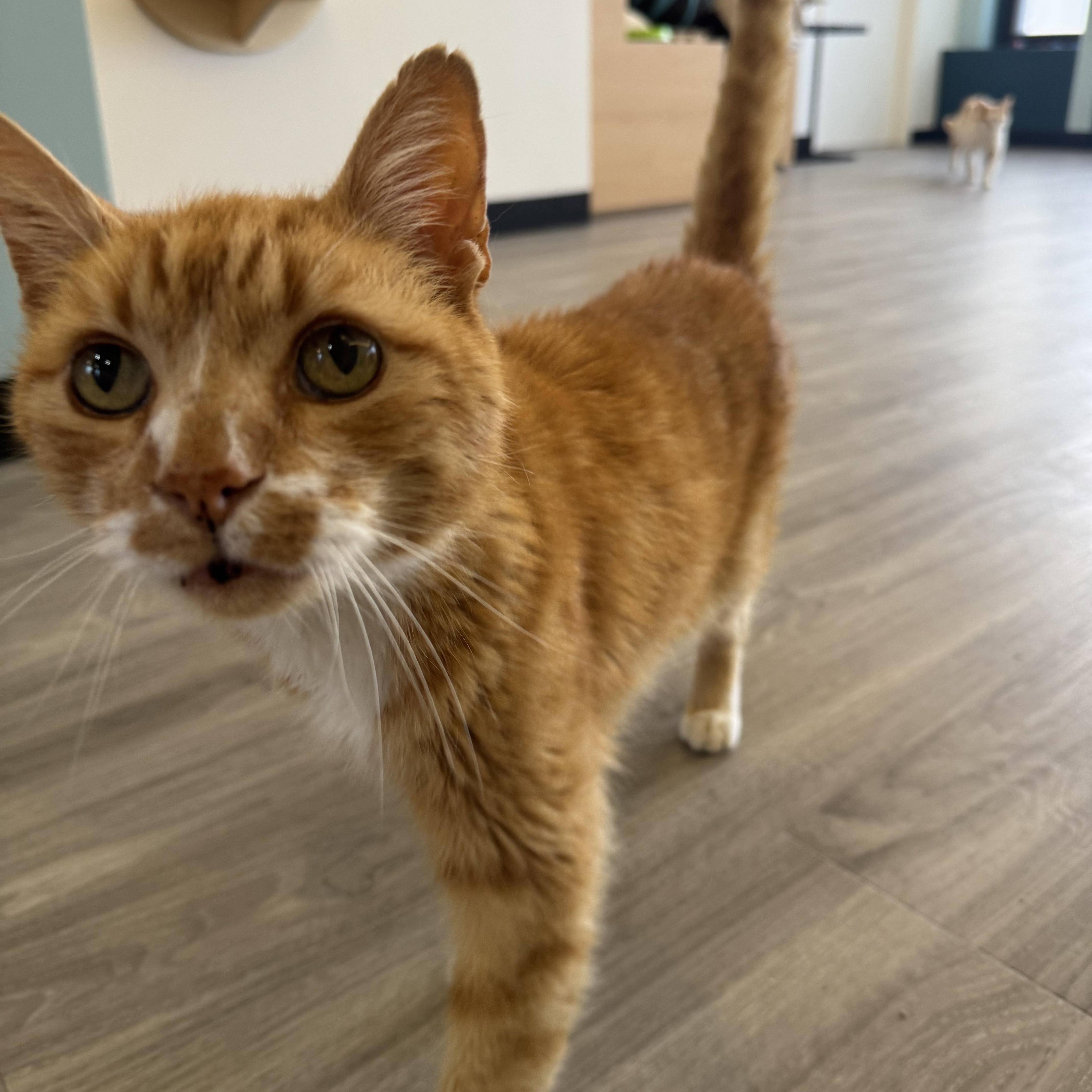 An adult large-sized male Tabby (Orange / Red) Domestic Short Hair cat named Gerald for adoption in Pacific Palisades, CA